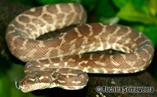 Rough-scaled python (Morelia carinata) at the Australian Reptile Online ...