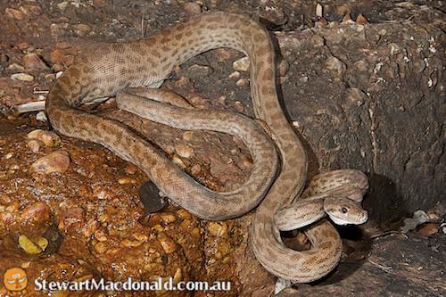Oenpelli python - Alchetron, The Free Social Encyclopedia