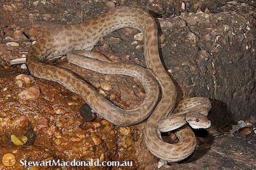 Oenpelli python (Simalia oenpelliensis)