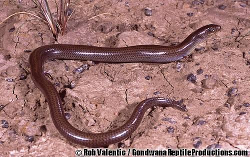 long-legged worm-skink (Anomalopus mackayi)