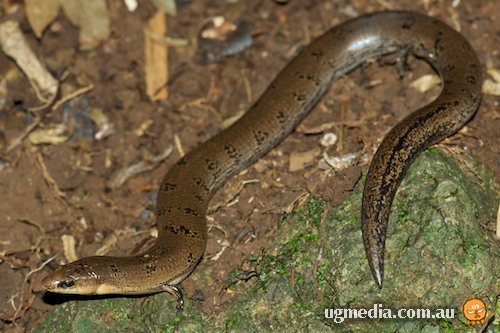three-toed snake-tooth skink (Coeranoscincus reticulatus)