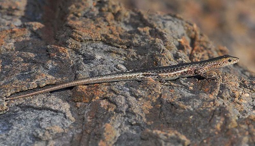 coastal snake-eyed skink (Cryptoblepharus litoralis)