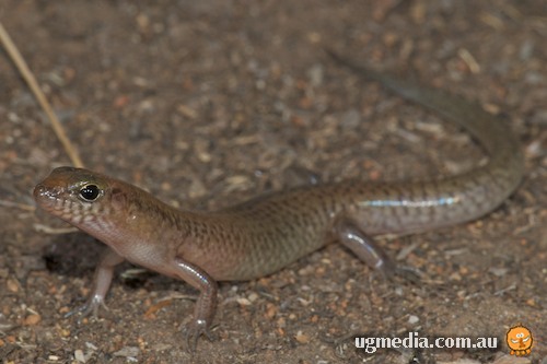 northern bar-lipped skink (Eremiascincus isolepis)