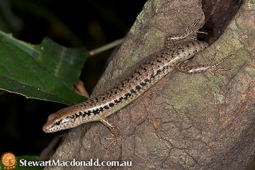 bar-sided forest-skink (Eulamprus tenuis)