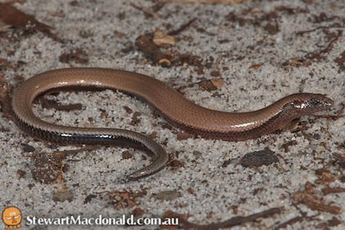 Cooloola snake-skink (Ophioscincus cooloolensis)