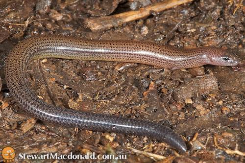 short-limbed snake-skink (Ophioscincus truncatus)