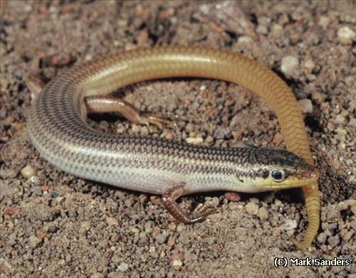 red-tailed soil-crevice skink (Proablepharus kinghorni)