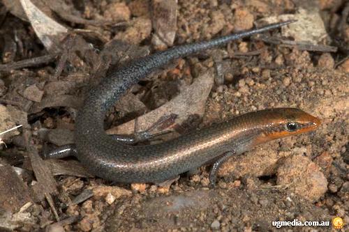 northern soil-crevice skink (Proablepharus tenuis)