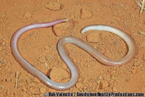 small-headed blind snake (Anilios affinis)
