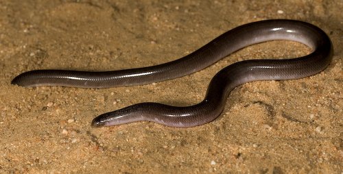 dark-spined blind snake (Anilios bicolor)