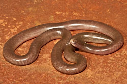 Gane's blind snake (Anilios ganei)