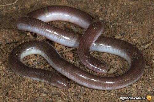 robust blind snake (Anilios ligatus)