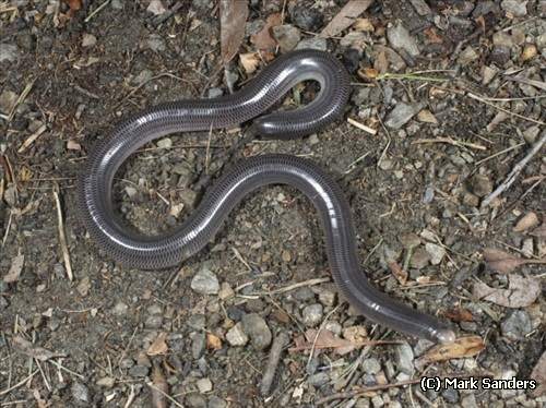 proximus blind snake (Anilios proximus)