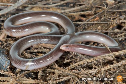 claw-snouted blind snake (Anilios unguirostris)