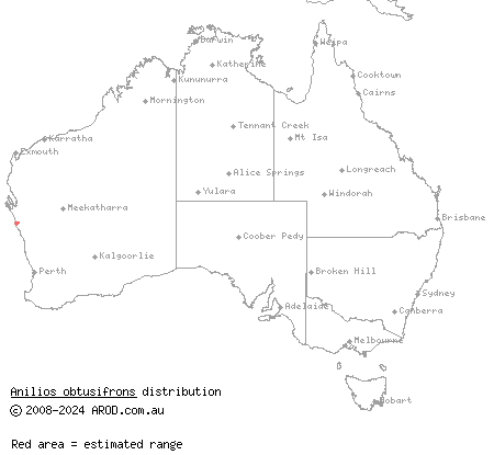 blunt-snouted blindsnake (Anilios obtusifrons) distribution range map