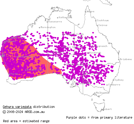 tree dtella (Gehyra variegata) distribution range map