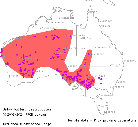 unbanded delma (Delma butleri) distribution range map