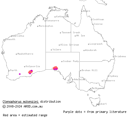 McKenzie's dragon (Ctenophorus mckenziei) distribution range map