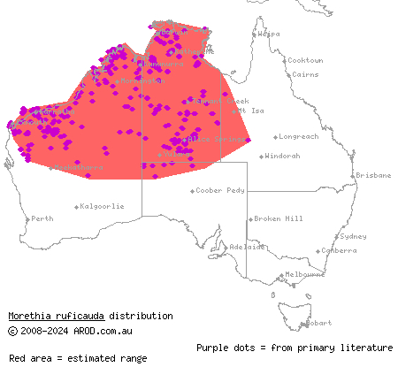 lined fire-tailed skink (Morethia ruficauda) distribution range map