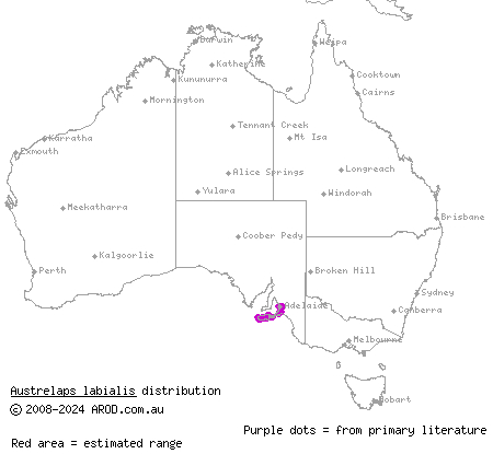 pygmy copperhead (Austrelaps labialis) distribution range map