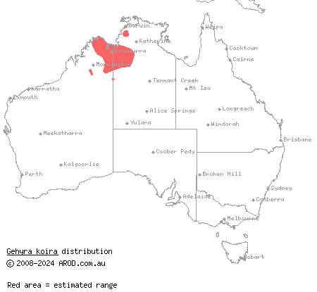 King's dtella (Gehyra koira) distribution range map