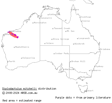 Pilbara stone gecko (Diplodactylus mitchelli) distribution range map