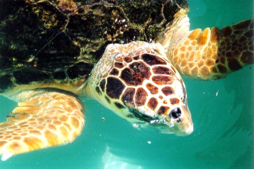 loggerhead turtle (Caretta caretta)