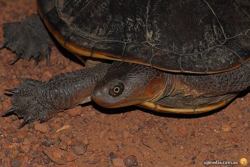 Cann's long-necked turtle (Chelodina canni)