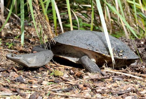 broad-shelled turtle (Chelodina expansa)