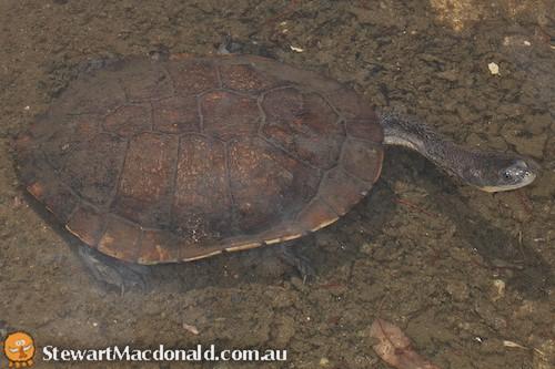 eastern long-necked turtle (Chelodina longicollis)