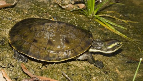 northern yellow-faced turtle (Emydura tanybaraga)