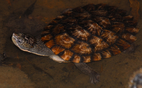 saw-shelled turtle (Wollumbinia latisternum)