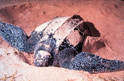 leatherback turtle (Dermochelys coriacea)