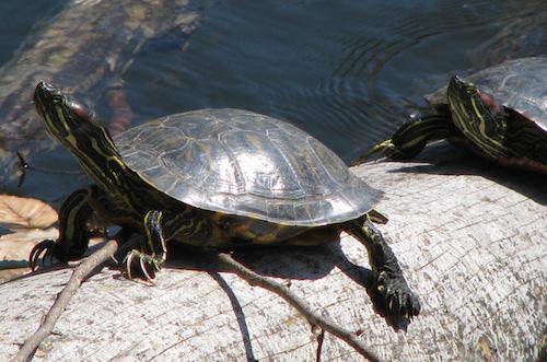 red-eared slider